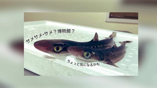アブラツノザメのフカヒレを食べてみよう！スペシャル価格