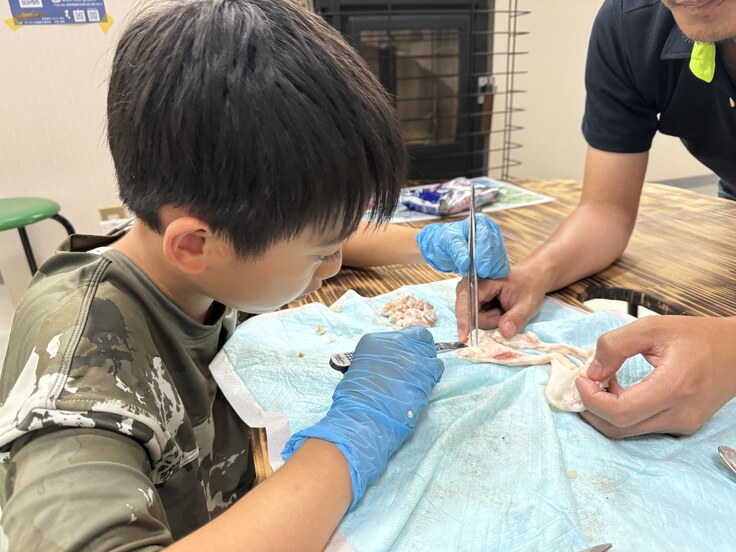 サメの顎標本作り実習の様子